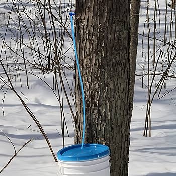 Amazon.co.jp: メープルシロップツリータッピングチューブライン 120